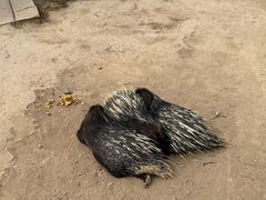 -青藏高原野生动物园