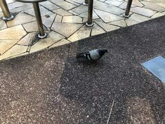 -纽顿熟食中心
