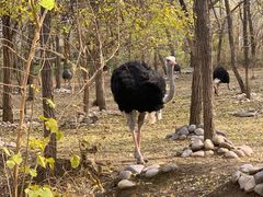 -北京野生动物园