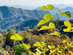 -大岭沟猕猴桃谷风景区