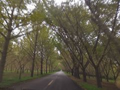 -黄海国家森林公园