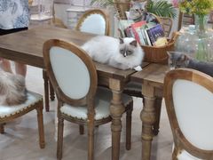 -共舞时光猫咖·狗咖(新街口店)