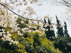 -嘉定紫藤园
