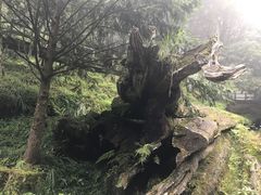 -阿里山神木遗迹