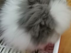 -藦茜花园宠物主题亲子互动体验馆(国顺东路店)