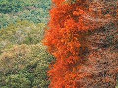 -深圳仙湖植物园