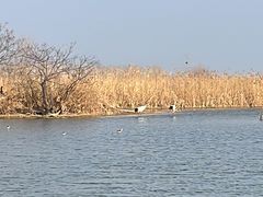 -盐城丹顶鹤湿地生态旅游区