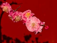 -红螺寺