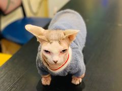 -猫小院猫主题咖啡厅(北锣店)