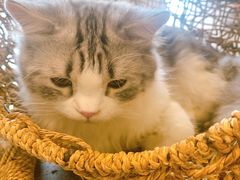 -飞行喵MR PILOT|猫舍·猫咖(静安大融城店)