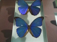 2012-03-18&nbsp;12.15.59-上海昆虫博物馆