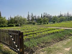 -前小桔亲子创意农场·草莓采摘·露营烧烤