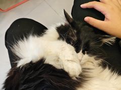 -平行世界·猫咖(首经贸店)