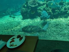 -涛·海底餐厅·美人鱼·自助餐·海底隧道(三亚海棠湾洲际度假酒店)