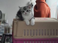 -lincat·猫舍(广州店)