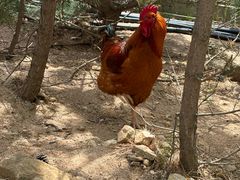 -西霞口神雕山野生动物世界