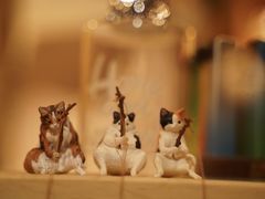 -鞠橘居酒屋(仁恒江湾新天地店)