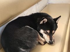 -柴の食堂·日式家庭料理·熊之肆(大学路店)