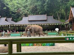 -野象谷景区