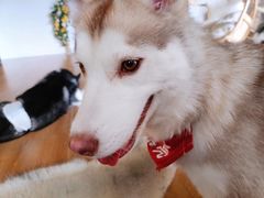 -Husky Go! 哈士奇体验馆·宠物咖啡厅狗咖