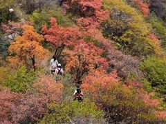-秦岭风景区