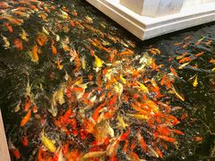 -龙悦湾酒家·八阵鱼生·渔人码头店