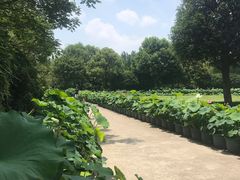 -陈家山荷花公园