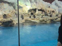 -帝企鹅自助餐厅•儿童岛•真企鹅(长隆企鹅酒店)