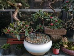 -金科花卉市场