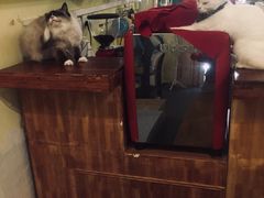 -猫色咖啡·猫咖