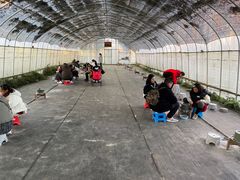 -前小桔亲子创意农场·草莓采摘·露营烧烤