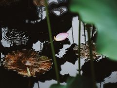 -四川大学(望江校区)
