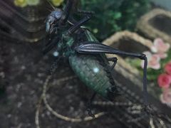 -上海昆虫博物馆