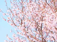-高东镇樱花园