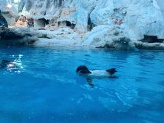 -帝企鹅自助餐厅•儿童岛•真企鹅(长隆企鹅酒店)