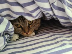-萌兽医馆·犬猫专科·眼科中心·宠物医院(朝阳门分院)