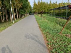 -上海长兴岛郊野公园