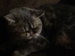 -喵园·猫主题咖啡厅·撸猫·猫咖(国贸店)