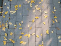 -三里屯东五街银杏大道