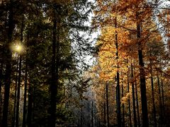 -黄海国家森林公园