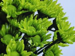 -花鸟鱼虫鲜花绿植市场(玉泉路店)