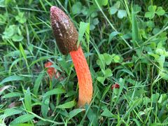 -肖肖酸萝卜鱼火锅(总店)