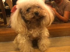 -more than meow吴止猫主题餐厅(承德 中船汇店)