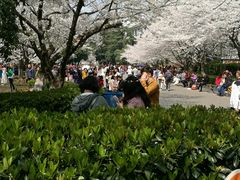 -武汉大学-樱园