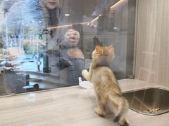 -飞行喵MR PILOT|猫舍·猫咖(静安大融城店)