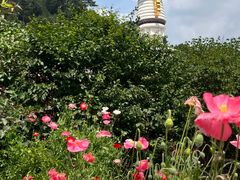 -五台山风景区