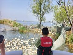-白洋淀景区