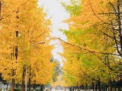 -四川大学(望江校区)