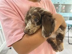 -萌宠之家·腊肠犬·马尔泰·小体犬舍