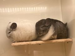 -龙猫仔乐园(惠福东路店)